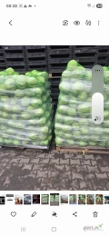 Sprzedam kapustę białą kal.1.5-3.5kg odm.kepler op.do uzgodnienia 