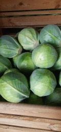 Sprzedam kapuste białą jakość marketowa kaliber 1-3 kg I powyżej 3 kg na przemysł, możliwość transportu. 
