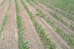 Odchwaszczanie kukurydzy