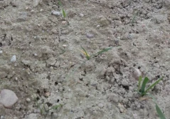 Tak łokaś garbatek zniszczył plantację pszenżyta