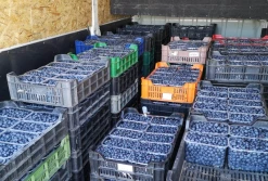 IJHARS: borówki nieznanego pochodzenia, pomidory źle oznakowane