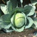 Sprzedam kapustę białą na kiszenie głowy od 1 do 6kg.cena do uzgodnienie