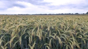 Pszenżyto – mieszaniec na słabe stanowiska