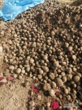 Sprzedam odpadowe buraki czerwone ok. 7t może być spakowane w worek, big bag lub luzem