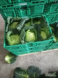 Witam sprzedam kapustę włoska jakoś marketowa 1kg-2, 5 kg czysta bez mączlika zapraszam do zakupu 