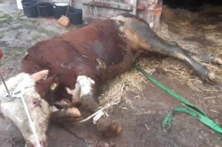 Byk wpadł do szamba. Pomogli - oczywiście! - strażacy