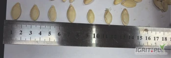 Sprzedam  pestki dyni w lupinie biale  kaliber size  15 - 20 mm 