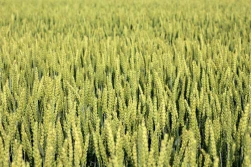 Zboża: jakie perspektywy na najbliższe miesiące?