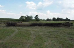 Chcieli ukraść drewno za 176 tysięcy złotych