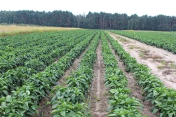 Agromaster® - właściwy wybór!