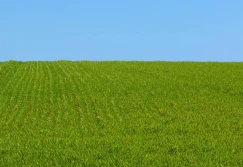 Jakie problemy w oziminach?