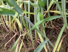 Łamliwość źdźbła zbóż i traw