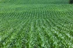 Skuteczna walka z zachwaszczeniem w kukurydzy