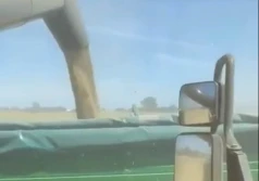 Ruszają opóźnione żniwa. Jak sypie jęczmień?