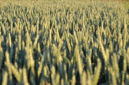 Credit Agricole: światowy wzrost zbiorów i spadek cen zbóż