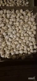 Sprzedam czosnek wiosenny na kg na czysto. Dostępne Wszystkie kalibry. Czosnek zdrowy może być do sadzenia. Możliwa wysylka. Więcej...
