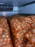 Sprzedam mloda cebule worek 10 lub 15kg, ilosci paletowe I calosamochodowe 