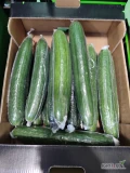 Sprzedam ogórka foliowanego z Hiszpanii w kartonie po 4.5 