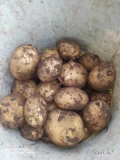 Sprzedam ziemniaki denar queen Anne soraya kontakt 608228298 nie prędzej jak pół sierpnia 