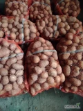 Sprzedam ziemniaki odmiana Soraya wielkość 45+. Z badaniami fito. Sadzone świeżo po centrali. 
