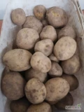 Sprzedam ilości tirowe ziemniaki odmian queen anna mikado I czerwone Red bullet w workach lub bb w kal. 5+ Ładny zdrowy ziemniak nadający...