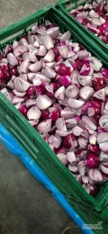 Sprzedam cebule czerwoną obraną