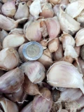 Sprzedam czosnek Harnas w Ząbkach, zdrowy nadaje się do spożycia jak i do sadzenia. Cena 18 zł / kg. Przy większych ilościach możemy...