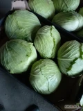 Witam sprzedam kapustę płaską odmiana green lunar kaliber 1,5-3kg