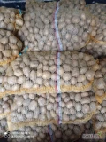 Sprzedam ziemniaki po centrali odmiany Soraya Ignacy madelajde denar winieta kl A rozmiar sadzeniakowy Transport po Dolnym Śląsku 