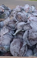 Sprzedam kapustę czerwoną  odmiana Futurima, ładna zdrowa główki ok 2,5 kg i większe możliwość naszykowanoa na market lub...