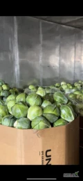 Hello people, we sell different cabbages in large quantities and we sell at the cheapest prices because we are the producers. Kindly contact...