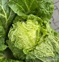 Sprzedam kapustę pekińską od 0.5-1.6 kg  czystą zdrową w środku zielony ładny liść. Opakowanie na życzenie klienta tel. 609812922