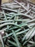 Sprzedam fasolke szparagowa zielona odmiana Paulista ,ladna nieprzerosnieta , bez włokna, zebrana bedzie kombajnem , po przebraniu wyglada...