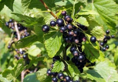 GUS: wielki urodzaj czarnej porzeczki w 2025. Co z innymi jagodowymi?