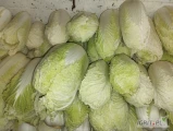 Sprzedam kapustę pekińską kaliber 0,4-1,2 kg. Naszykuję w dowolne opakowanie. 