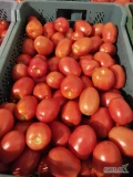 Sprzedam pomidora dyno jasny nie przejrzały 120 plastików grubego 108 średniego 15 drobnego cena do uzgodnienia 