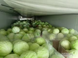 Sprzedam kapustę biała 1-2,5kg 1-3,5kg. Worek skrzynie kartonbox Eps.
