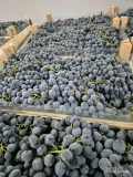 Sprzedam 20 ton winogrona pestkowego Moldova (Kraj pochodzenia Moldawia).