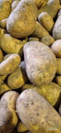 Sprzedam grube ziemniaki. Worek szyty, bb, luz.