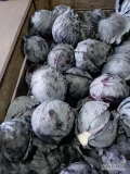 Witam sprzedam kapustę czerwoną kaliber 1-3kg opakowanie dowolne towar czysty zdrowy