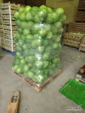 Sprzedam kapustę białą odmiany zimowe kaliber 1-3.5 kg. Opakowanie do uzgodnienia, worek/kartonbox. Kapusta zdrowa, ilości tonowe....