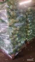 Sprzedam kapuste biala 1kg+ opakowanie worek 20 kg lub karton box kapusta czysta zdrowa bez wciornaska z zielonym liściem okrywowym 