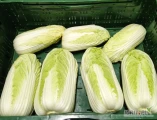 Sprzedam kapusta pekińska 0.5-1.7 kg ładna zielona pakowana na zamówienie 