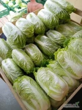 Sprzedam kapustę pekińską 