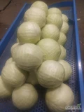 Sprzedam kapustę białą odmiany zimowe kaliber 1-2.5 kg i większe oraz kapustę odmian do kiszenia. Dostępna duża ilość. 