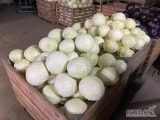 Sprzedam kapustę biała na przemysł 2-5kg Posiadamy własny transport do uzg