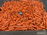 Sprzedam myty odsort marchwi, średnio 5-7 ton tygodniowo w zależności od ilości zamówień handlowej, luzem, bb lub worek 20 kg, cena do...