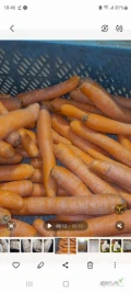 Sprzedam marchew myta i pakowana w Holandii kaliber 2-4 worek 10 kg po 1200 kg na palecie. Marchew nie zmienia sie po umyciu , zapraszam...