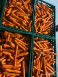 Sprzedam duże ilości marchwi mytej marketowej oraz grubej 