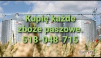 Kupię zboże paszowe. Gotówka. Odbiór z gospodarstwa. Tel 518048715